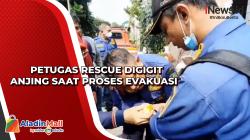 Petugas Rescue Digigit Anjing saat Proses Evakuasi