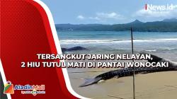 2 Hiu Tutul Mati di Pantai Wonocaki Pacitan karena Tersangkut Jaring Nelayan