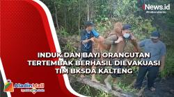 Kondisi Membaik Pascatertembak, Induk dan Bayi Orangutan Dilepasliarkan di Suaka Margasatwa Lamandau<