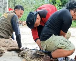Dua Buaya Peliharaan Warga di Sampit Dievakuasi Petugas BKSDA