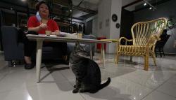 Mengunjungi Kafe Pecinta Kucing di Serpong