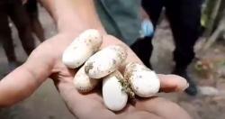 Petugas Damkar Asahan Temukan Puluhan Telur Ular Kobra Dekat Permukiman Warga