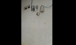 Sudah Seminggu Warga Cikupa Tangerang Diserang Ulat Bulu