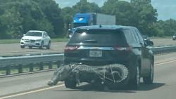 Bikin Kaget, Buaya 3 Meter Diikat di Belakang Mobil yang Melintas di Jalan Tol