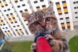 Kota Tasikmalaya Geger! Puluhan Kucing Mati Disiksa dan Dimutilasi