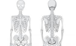 9 Fungsi Rangka pada Manusia dan Bagian-bagiannya