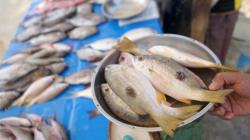 Hasil Tangkapan Nelayan Turun, Harga Ikan Segar di Gorontalo Naik 