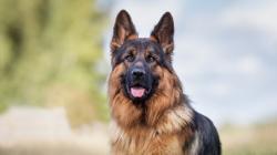 Tajir Melintir! Ini 7 Hewan Paling Kaya di Dunia, Ada yang Punya Kekayaan Triliunan Rupiah