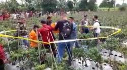 Warga Bondowoso Digegerkan Penemuan Mayat Laki-laki di Ladang Cabai Siap Panen