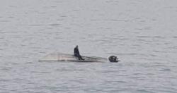 Perahu Diserang Ikan Paus, Lima Orang Tewas