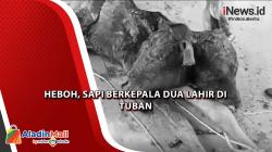 Heboh, Sapi Berkepala Dua Lahir di Tuban
