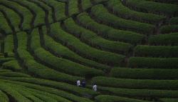 Bak Permadani, Pesona Kebun Teh Solok Menjadi Destinasi Wisata Favorit