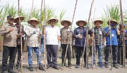 Menuju Swasembada Gula 2025, Perhutani Panen Tebu Perdana