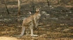 Pria Australia Tewas Disepak Kanguru, Serangan Fatal Pertama sejak 86 Tahun