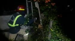 Dramatis, Evakuasi Sarang Tawon Jenis Vespa yang Sempat Melukai Warga di Bekasi