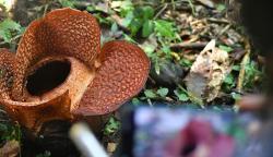 Terancam Punah, Bunga Rafflesia Arnoldii Tumbuh Cantik di Bogor