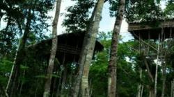 7 Suku Pedalaman di Indonesia, Tinggal di Pohon Tinggi Hutan Rimba