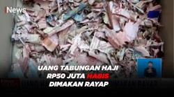 Miris! Uang Tabungan Hari Rp50 Juta Habis Dimakan Rayap
