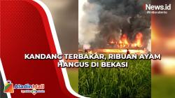 Ribuan Ayam Hangus saat Kandangnya Terbakar di Bekasi