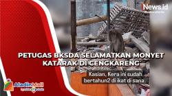 Monyet Katarak di Cengkareng Diselamatkan Petugas BKSDA