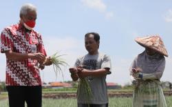  Produktivitas Bawang Merah Turun, Respons Ganjar Mengejutkan Petani di Brebes<