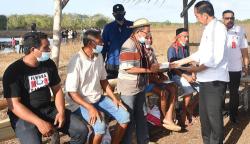 Peternak Bertemu Jokowi di Pulau Moa, Curhat Jumlah Kerbau Kurang akibat Kekeringan