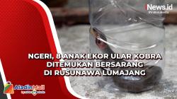 Ngeri, 8 Anak Ekor Ular Kobra Ditemukan Bersarang di Rusunawa Lumajang