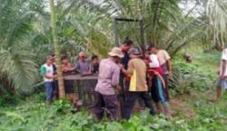 Harimau Serang Ternak Warga Mukomuko, BKSDA Pasang Perangkap 