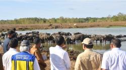 Peternak Kerbau di Maluku Curhat Sulit Air, Jokowi Langsung Perintah Menteri Bangun Embung