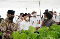 Turunkan Risiko Gagal Panen, Wapres Dorong Pengembangan Pertanian Hidroponik Modern