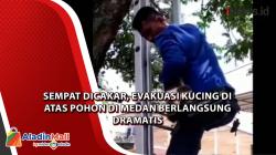 Sempat Dicakar, Evakuasi Kucing di Atas Pohon di Medan Berlangsung Dramatis