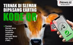 Infografis Ternak di Sleman Dipasang Eartag Kode QR