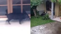 Heboh, Babi Hutan Masuk Permukiman di Dayeuhkolot Bandung, Warga Ketakutan