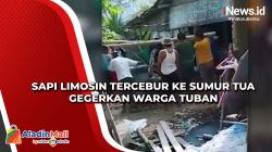 Sapi Limosin Tercebur ke Sumur Tua Gegerkan Warga Tuban