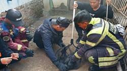 Monyet Ekor Panjang Ngamuk di Majalaya Bandung, 2 Bocah Dicakar<