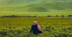 Begini Pesona Bukit Teletubbies dan Savanna Bromo sebelum Terbakar karena Pemotretan Pre-wedding