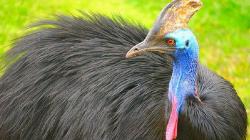 Keerom Gempar, 1 Warga Tewas Diserang Burung Kasuari saat Pergi ke Kebun