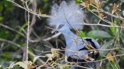 Indonesia Negara dengan Jumlah Spesies Burung Endemis Terbanyak di Dunia