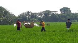 Cianjur Geger, Mayat Perempuan Ditemukan di Sawah dengan Kondisi Kulit Terkelupas<