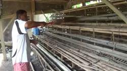 Dampak Harga BBM Naik, Peternak di Cilacap Jual Semua Ayam karena Bangkrut