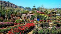 10 Destinasi Kebun Bunga di Indonesia, Menyegarkan dan Indah Bikin Takjub