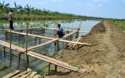 Sungai Diduga Tercemar, Petani Tambak Ikan di OKI Gigit Jari Gagal Panen