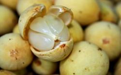 Diserang Hama, 100 Hektare Pohon Duku Komering Rusak dan Mati 