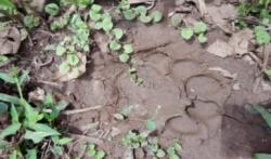 Ada Jejak Kaki Harimau Sumatera di Perkebunan, BKSDA Riau Pasang Kamera