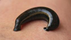 Meski Menjijikkan, Hewan Ini Ternyata Jadi Komoditas Ekspor  