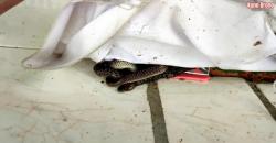 Ngeri, Makam Kuno Misterius di Tengah Hutan Ini Dijaga Sepasang Ular Hitam