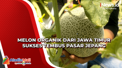 Melon Organik dari Jawa Timur Sukses Tembus Pasar Jepang