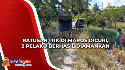 Ratusan Itik di Maros Dicuri, 3 Pelaku Berhasil Diamankan