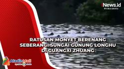 Ratusan Monyet Berenang Seberangi Sungai Gunung Longhu di Guangxi Zhuang