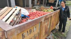 Harga Anjlok, Pedagang Penampung Buang Ratusan Kilogram Tomat ke Bak Sampah